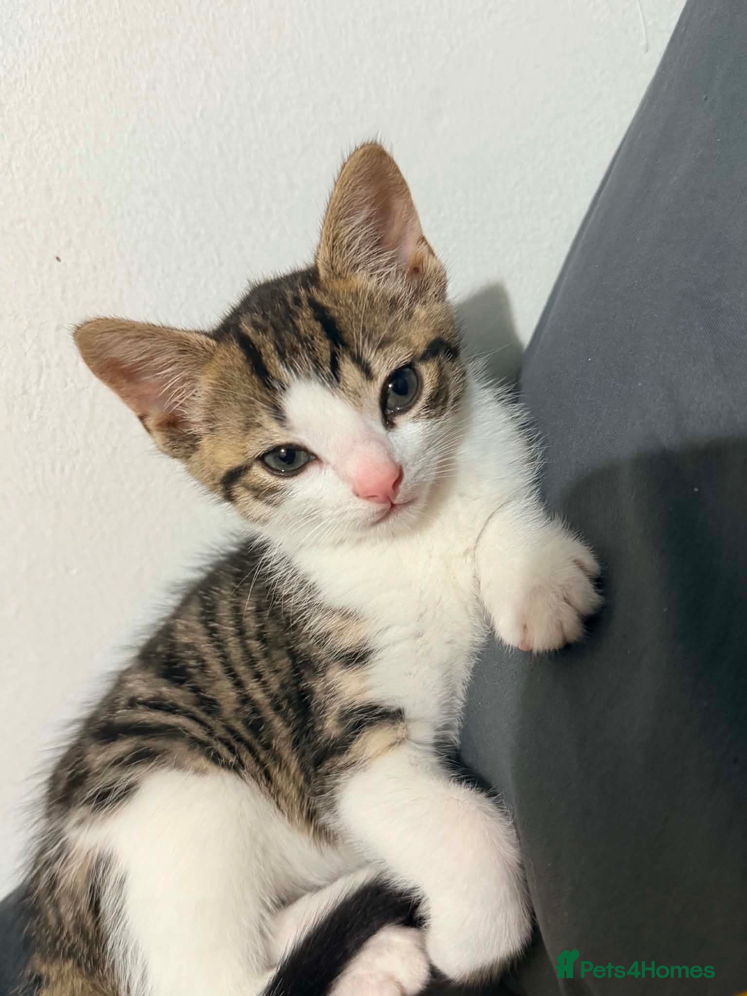Mixed Breed cats female kitten - Advert 8