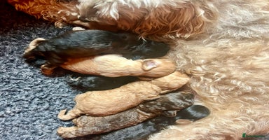 Cockapoo dogs - Advert 1