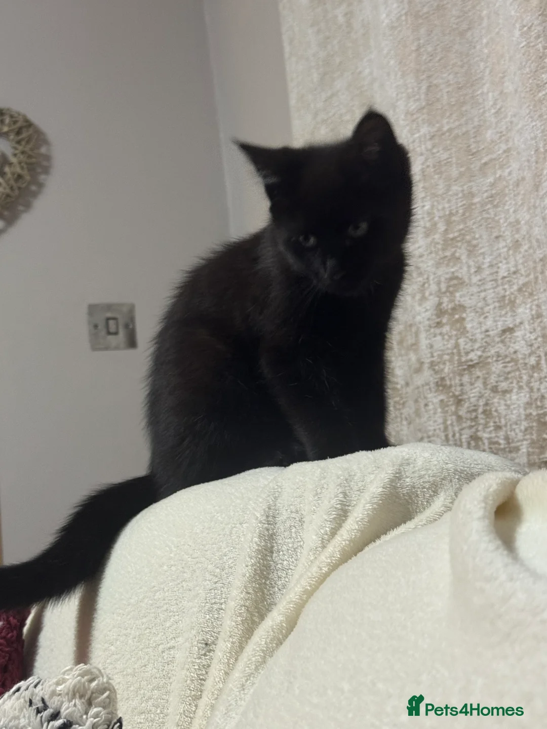 Mixed Breed cats for sale: One boy 12 weeks old - Advert 2