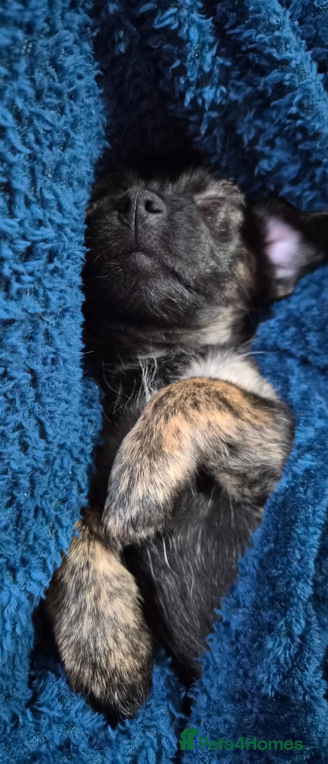 Jug dogs for sale: Little Jug puppy - Advert 7