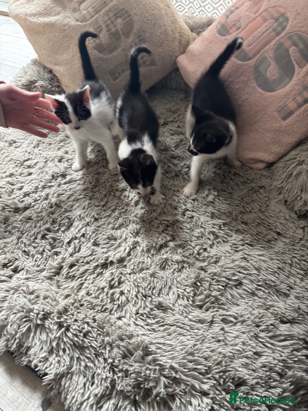 Mixed Breed cats for sale: Kittens  - Advert 12
