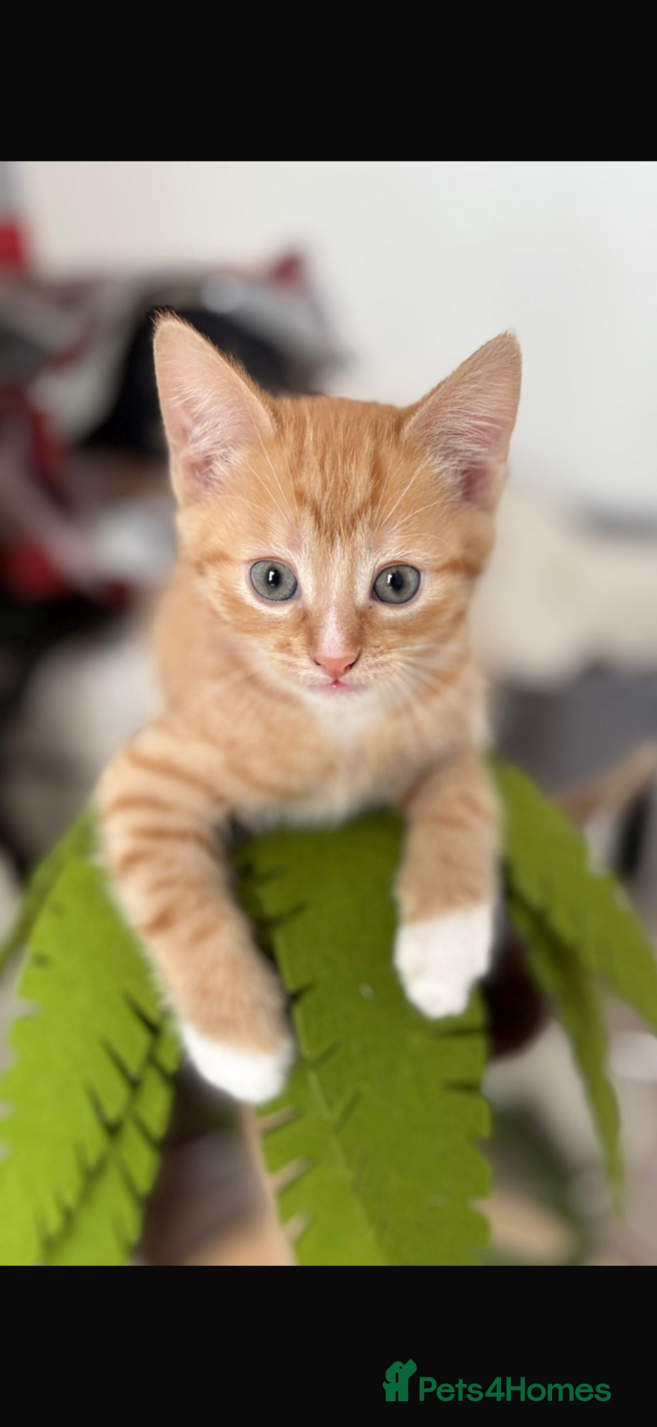 Domestic Shorthair cats Kittens ready to go - Advert 8