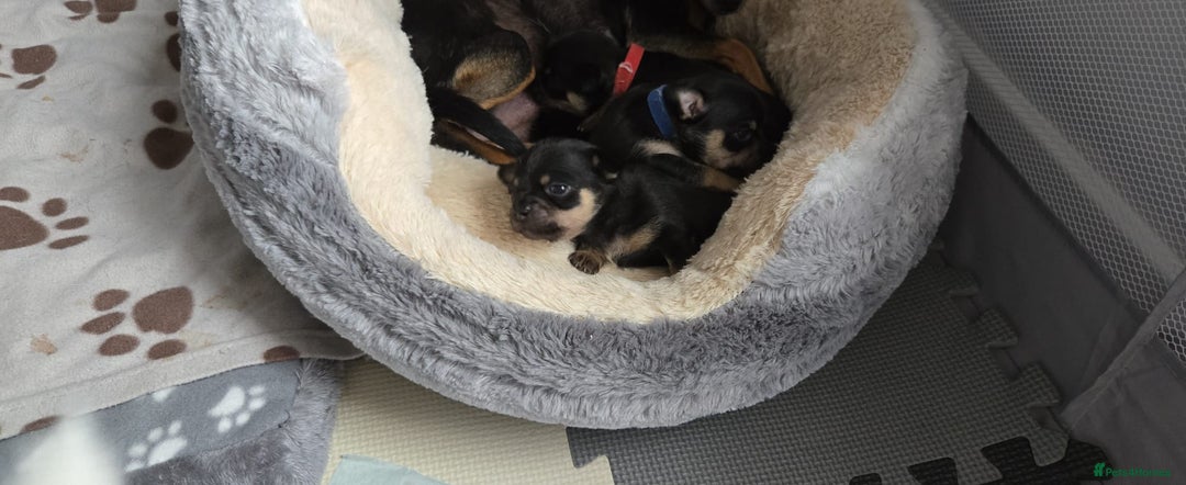 Chihuahua dogs for sale: Chihuahua Puppies - Image 13