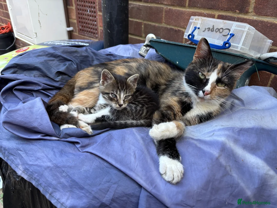 British Shorthair cats for sale: Kittens ready to fo - Advert 1