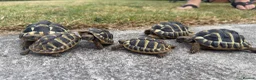 Hermann Tortoise reptiles for sale: Hermann Tortoise  in Bridgend - Advert 3