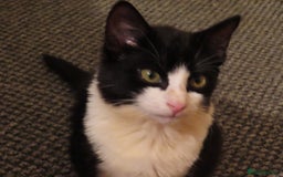 Mixed Breed cats for sale: Two kitten for sale - Image 9