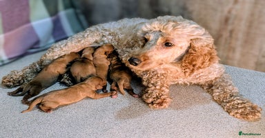 Cavapoo dogs - Advert 5