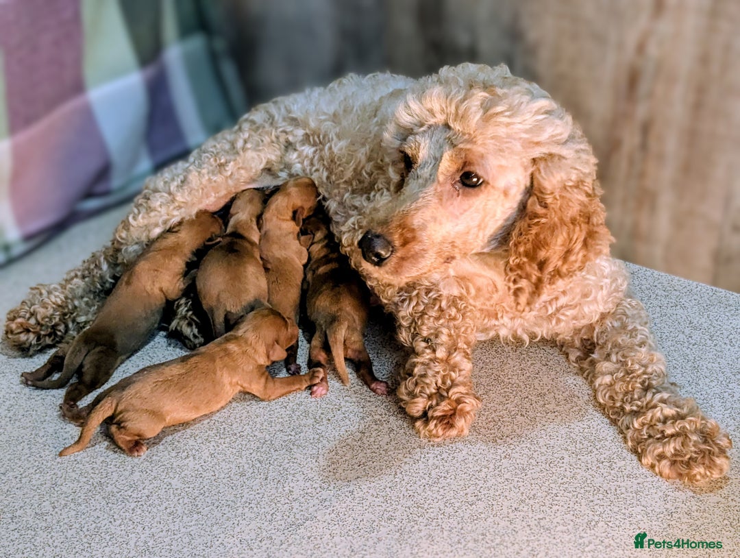 Cavapoo dogs for sale: Adorable Cavapoo Puppies Ready for thier new home - Image 2