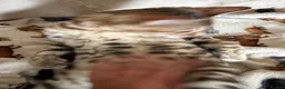 Bengal cats for sale: Snow Sepia 💙 TICA Pedigree 🐆 Bengal Kitten  in Deal - Advert 14
