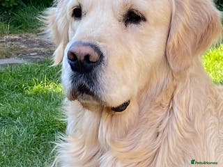 Golden Retriever dogs ORLAGOLD LUCK OF THE IRISH 🍀 (Duke) in Cheadle - Advert 2