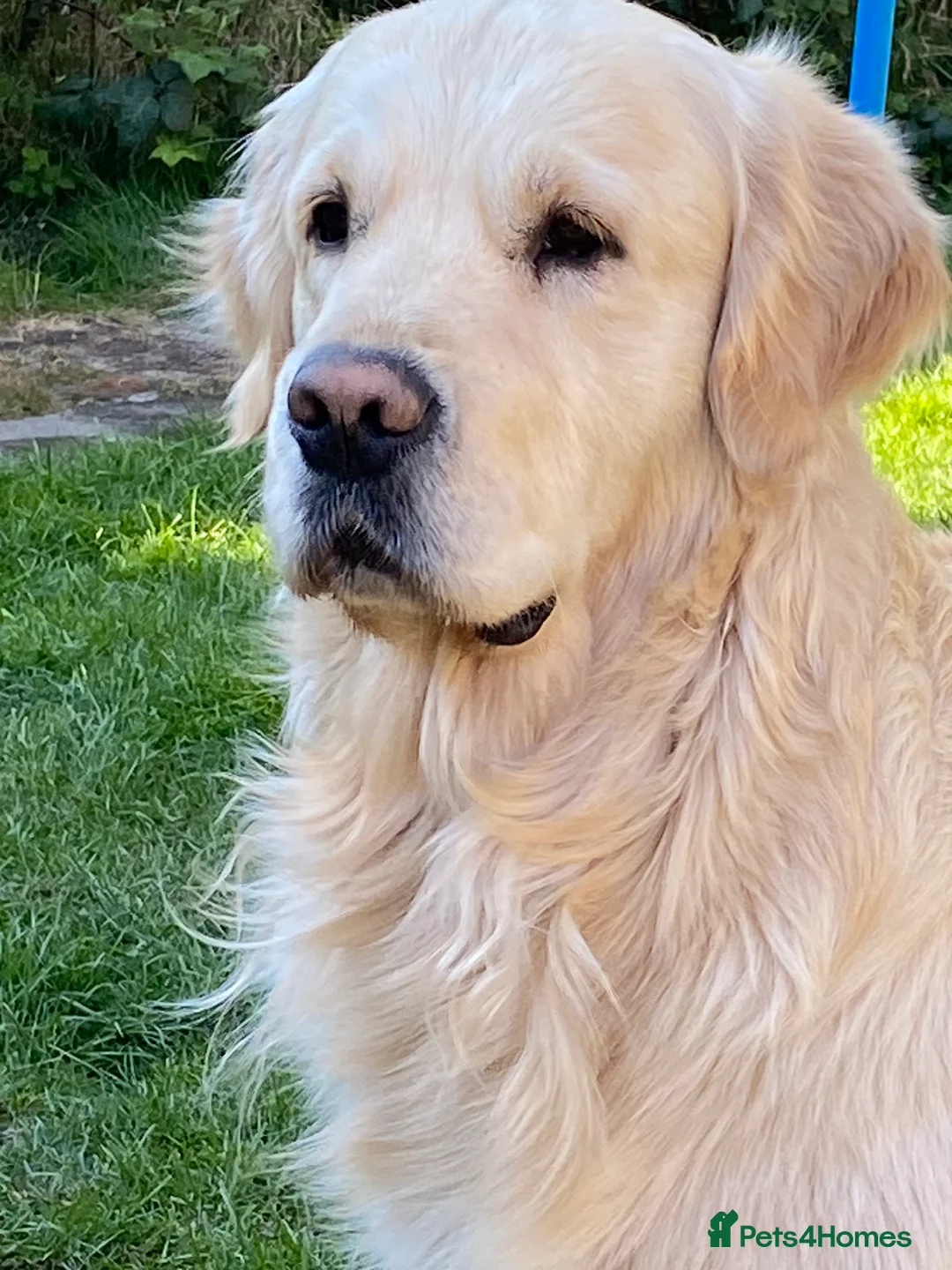 Golden Retriever dogs for stud: ORLAGOLD LUCK OF THE IRISH 🍀 (Duke) in Cheadle - Advert 1