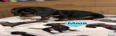 Miniature Dachshund Puppy 1