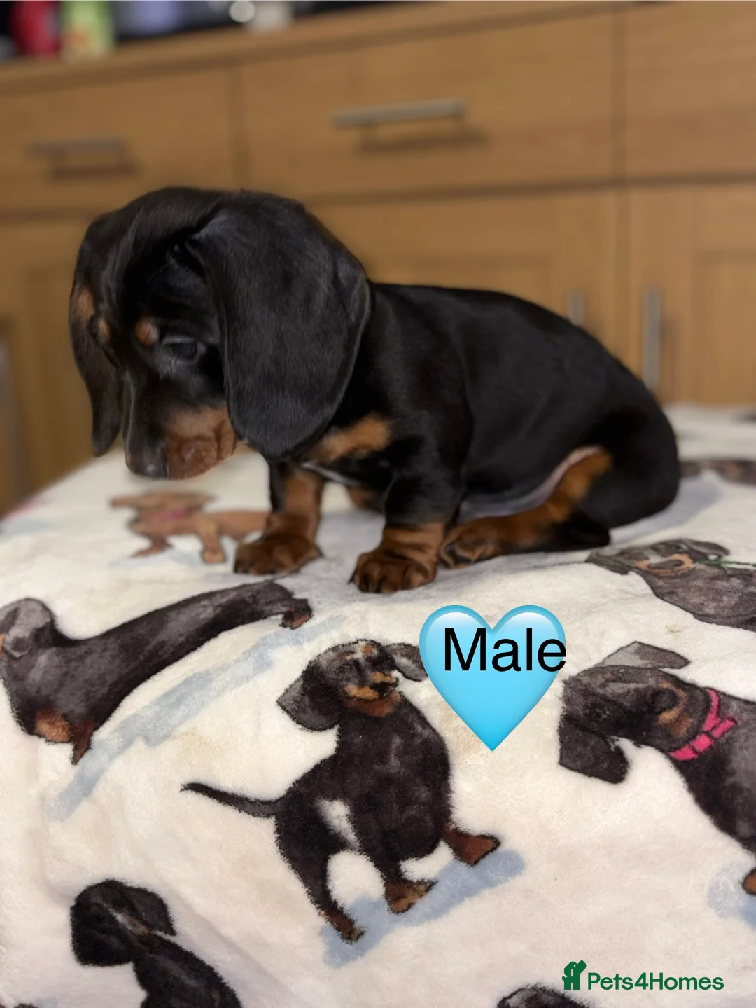 Miniature Dachshund dogs for sale: Stunning Black and Tan smooth fur dachshund pups - Advert 16