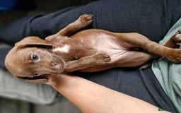 Miniature Dachshund dogs for sale: Miniature dachshund  - Image 17