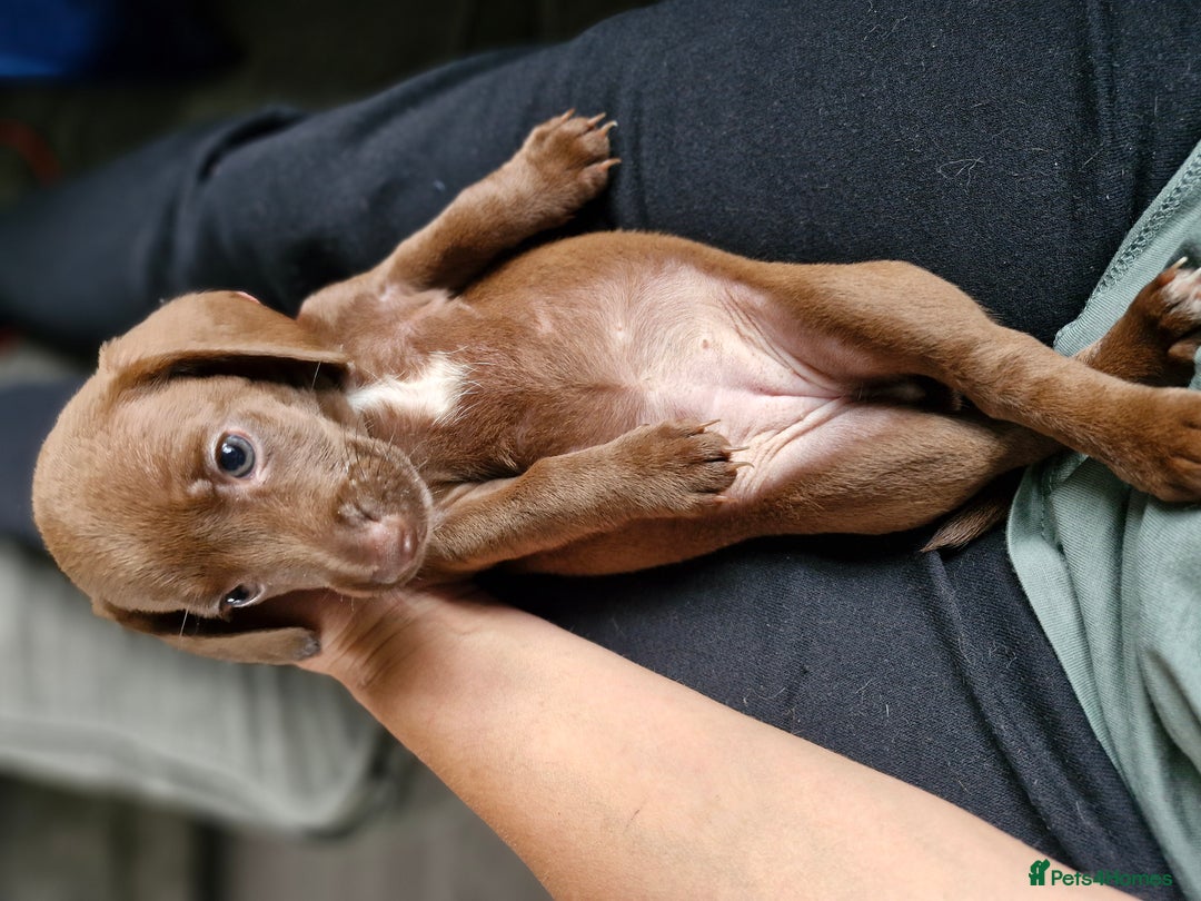 Miniature Dachshund dogs for sale: Miniature dachshund  - Image 17