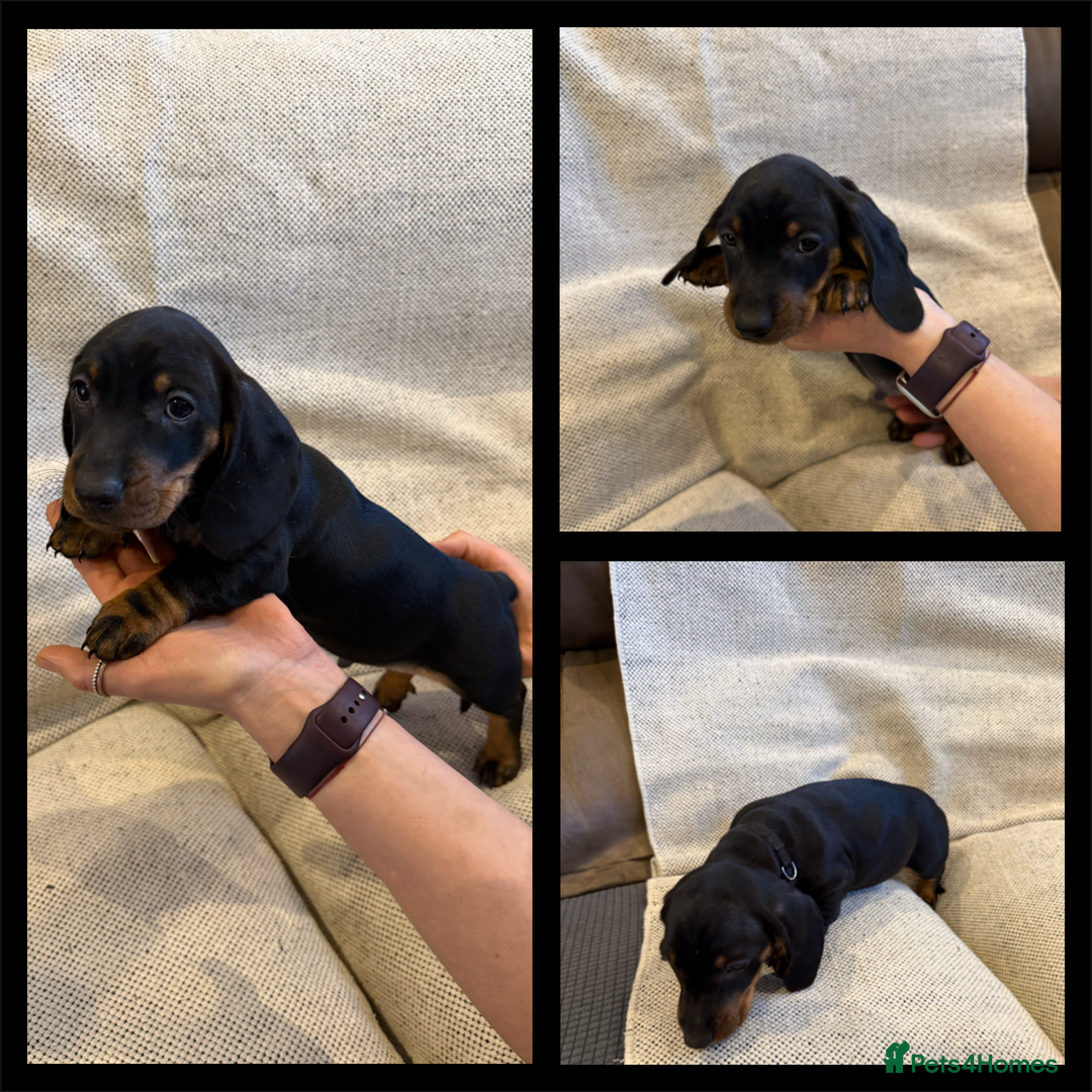 Dachshund dogs for sale: Standard dachshund puppies in Crawley - Image 7