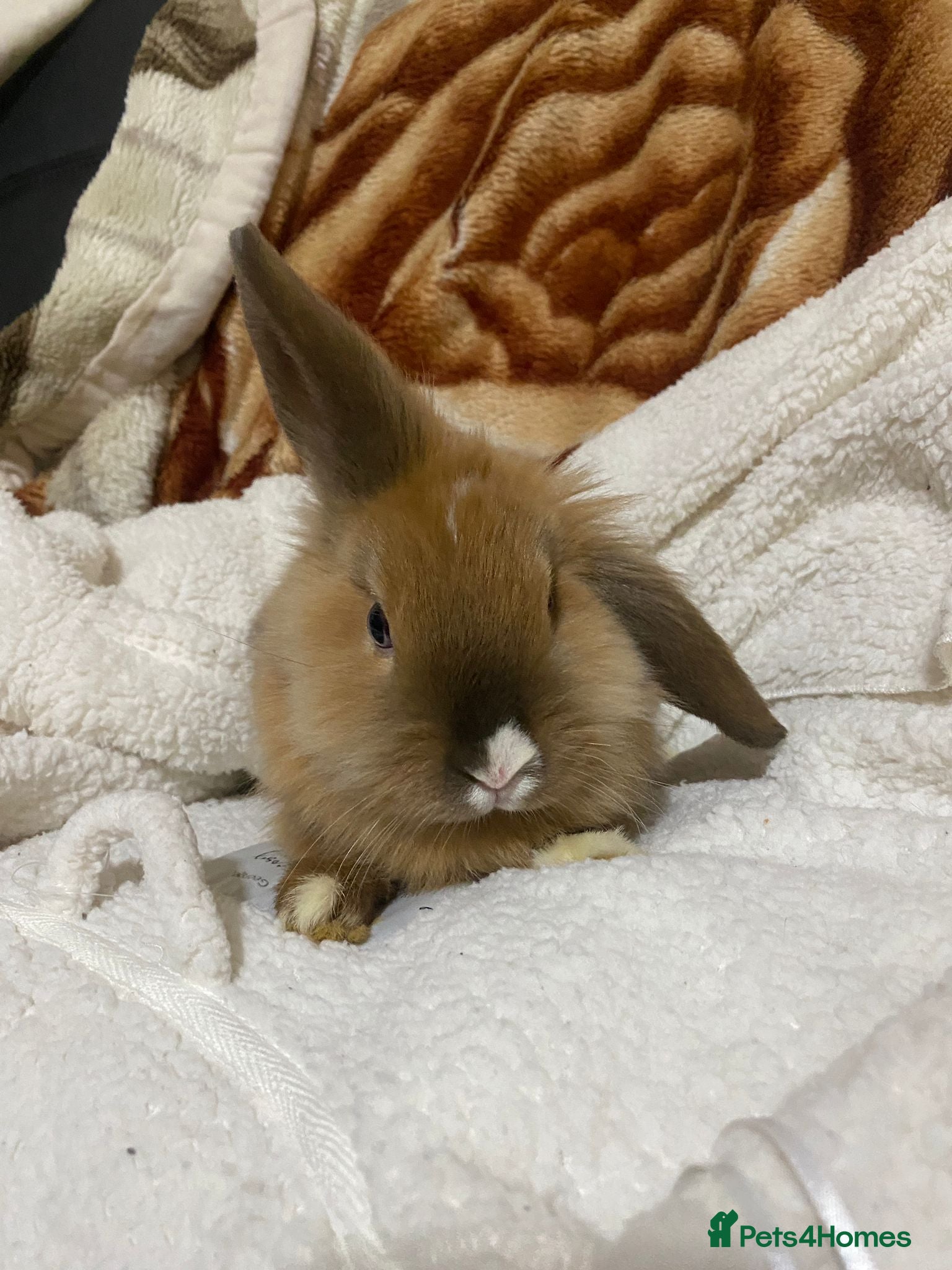 Mixed Breed rabbits Beautiful Bunnies Ready For New Homes - Advert 16