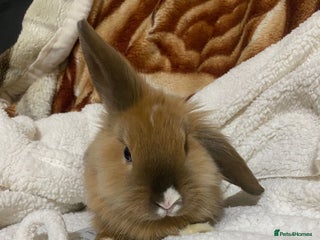 Mixed Breed rabbits Beautiful Bunnies Ready For New Homes - Advert 1