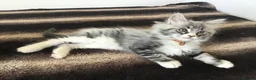 Maine Coon cats for sale: Bundles of maincoon fun  - Advert 11