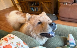 Chow Chow dogs for sale: Last gorgeous chow of the litter - Image 1