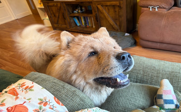 Chow Chow dogs - Advert 1