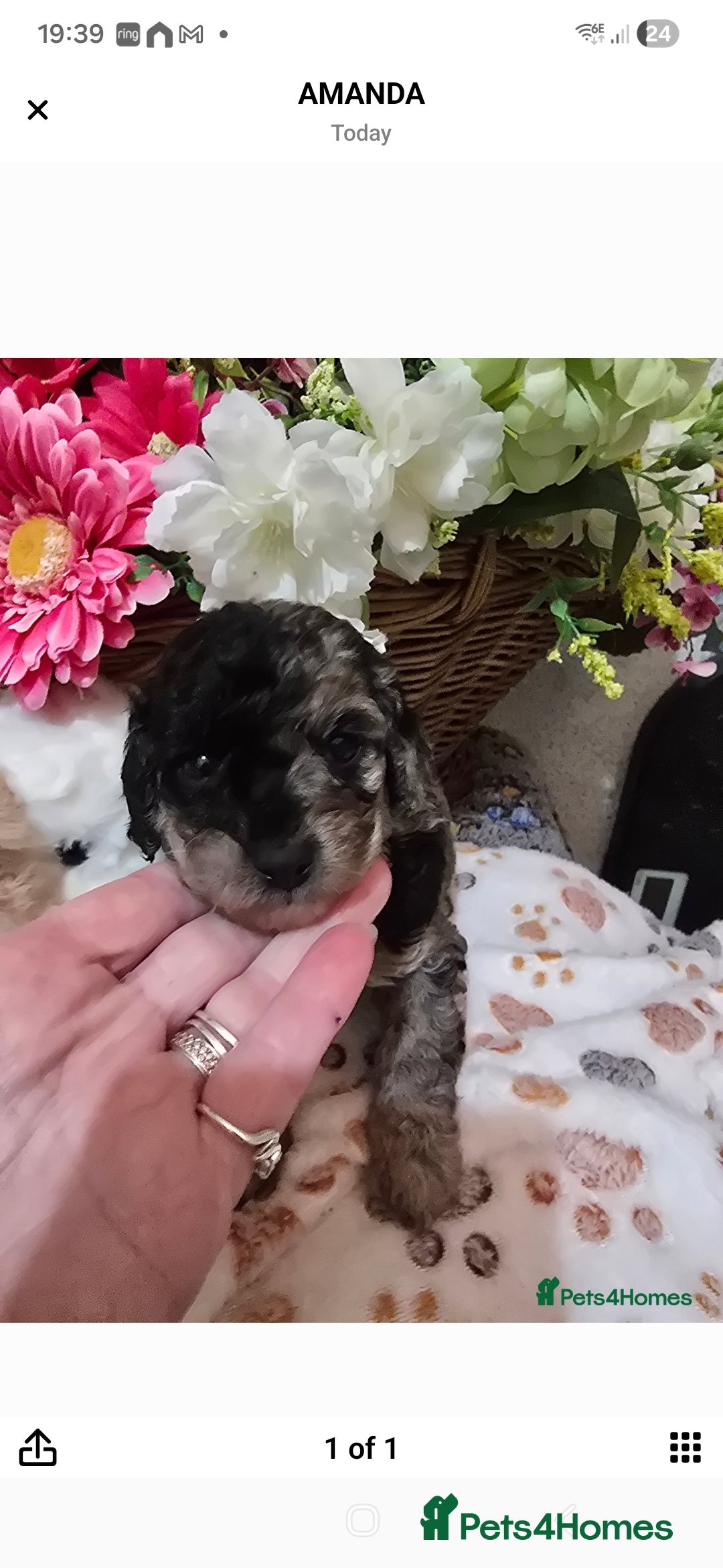 Cavapoo dogs Beautiful fully health tested cavapoo puppies  - Advert 3