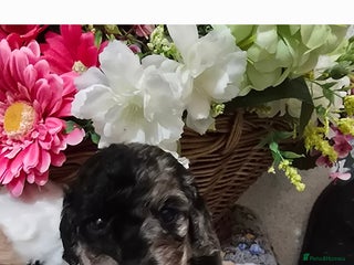 Cavapoo dogs Beautiful fully health tested cavapoo puppies - Advert 2