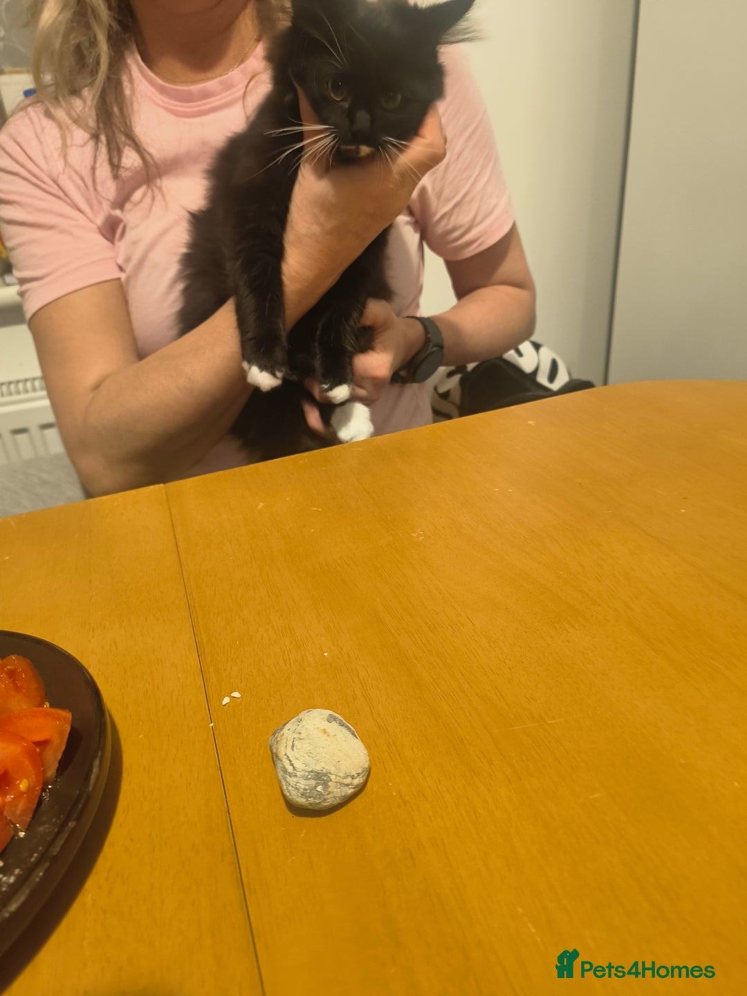 Domestic Shorthair cats for sale: Domestic Kittens - Advert 10