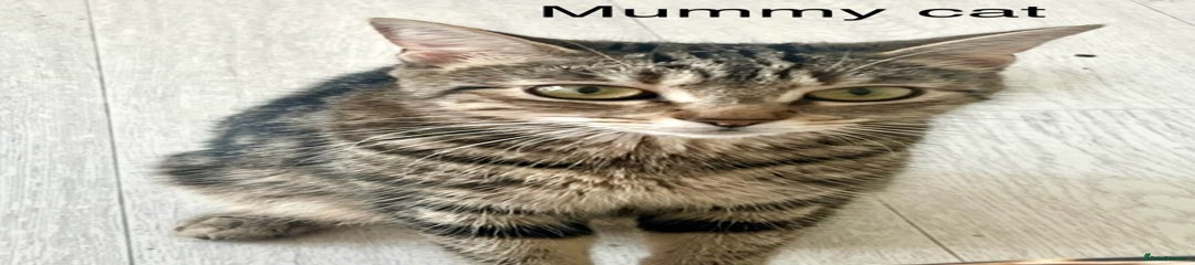 Mimi ( Mummy cat )