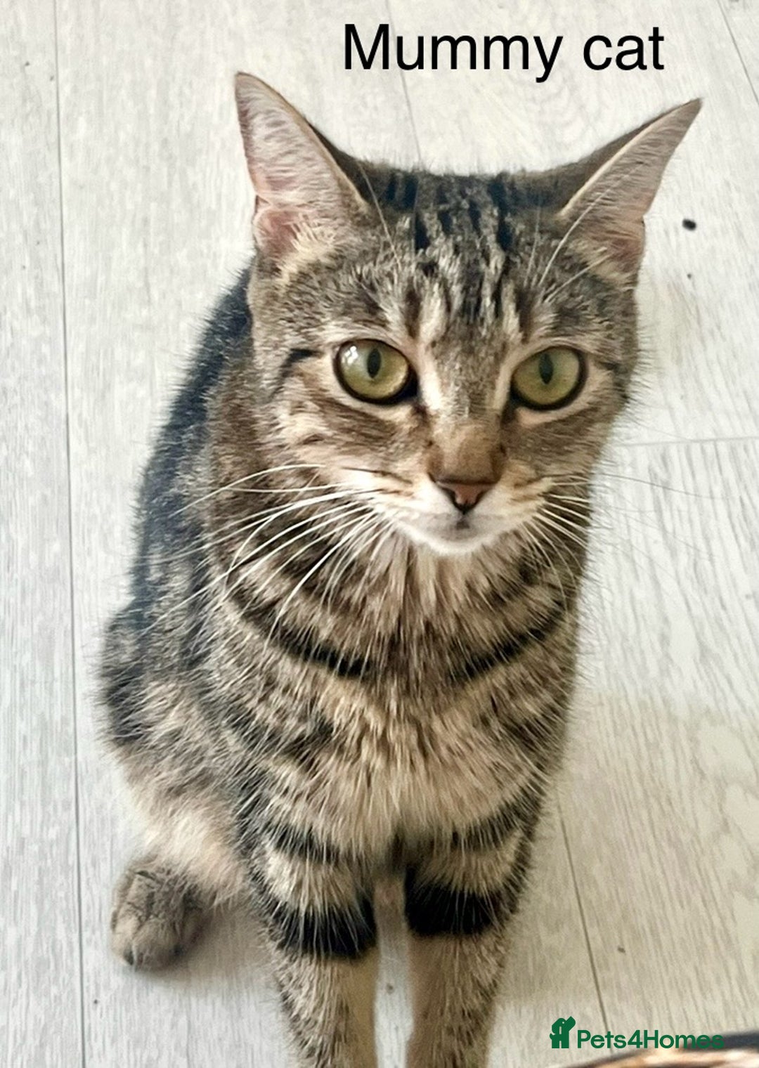 Bengal cats for sale: Gorgeous Bengal kittens ready on go 26th September - Image 21
