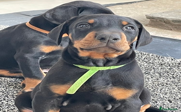 Dobermann dogs - Advert 2