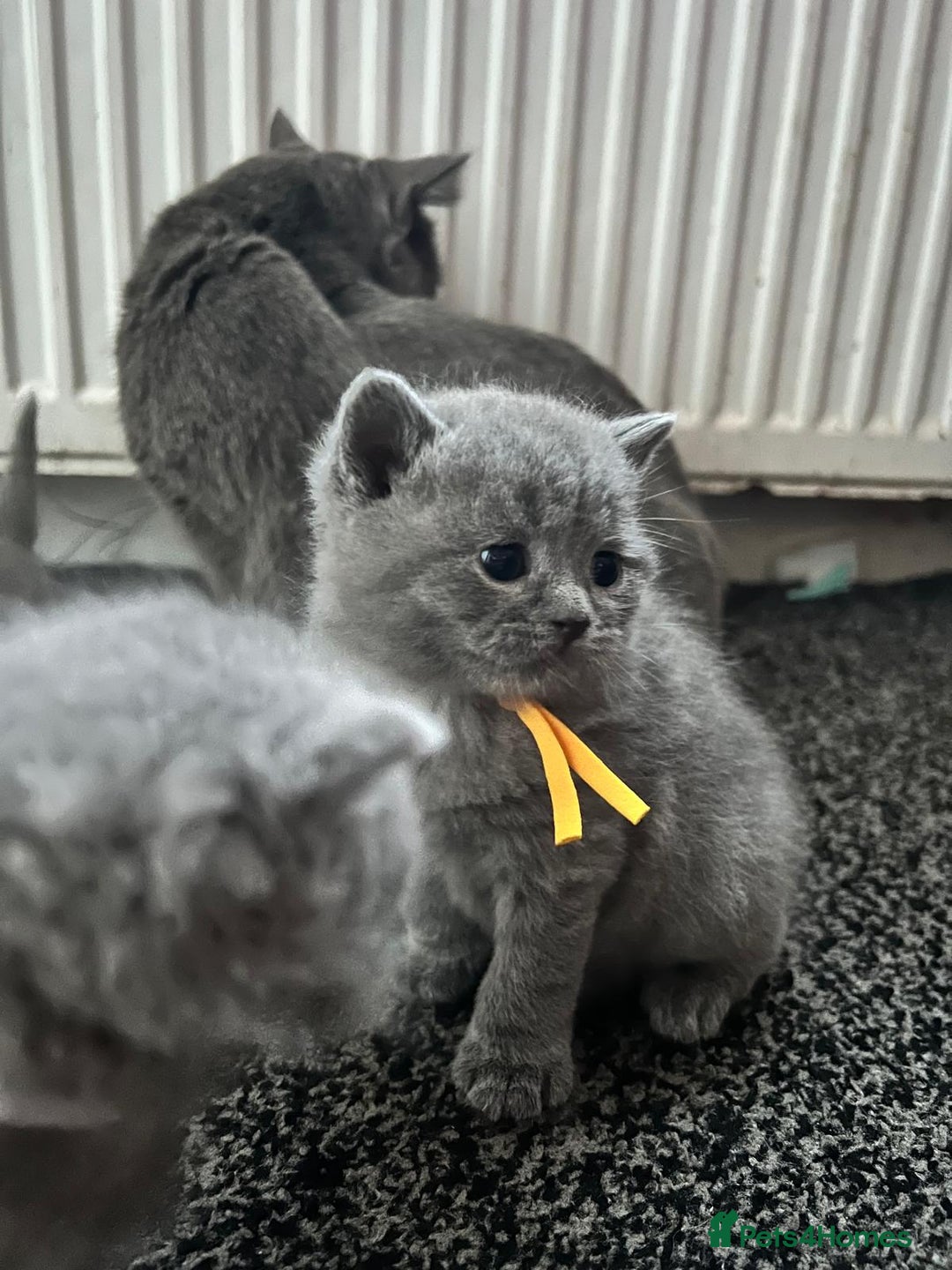British Shorthair cats for sale: British short hair blue - Advert 5