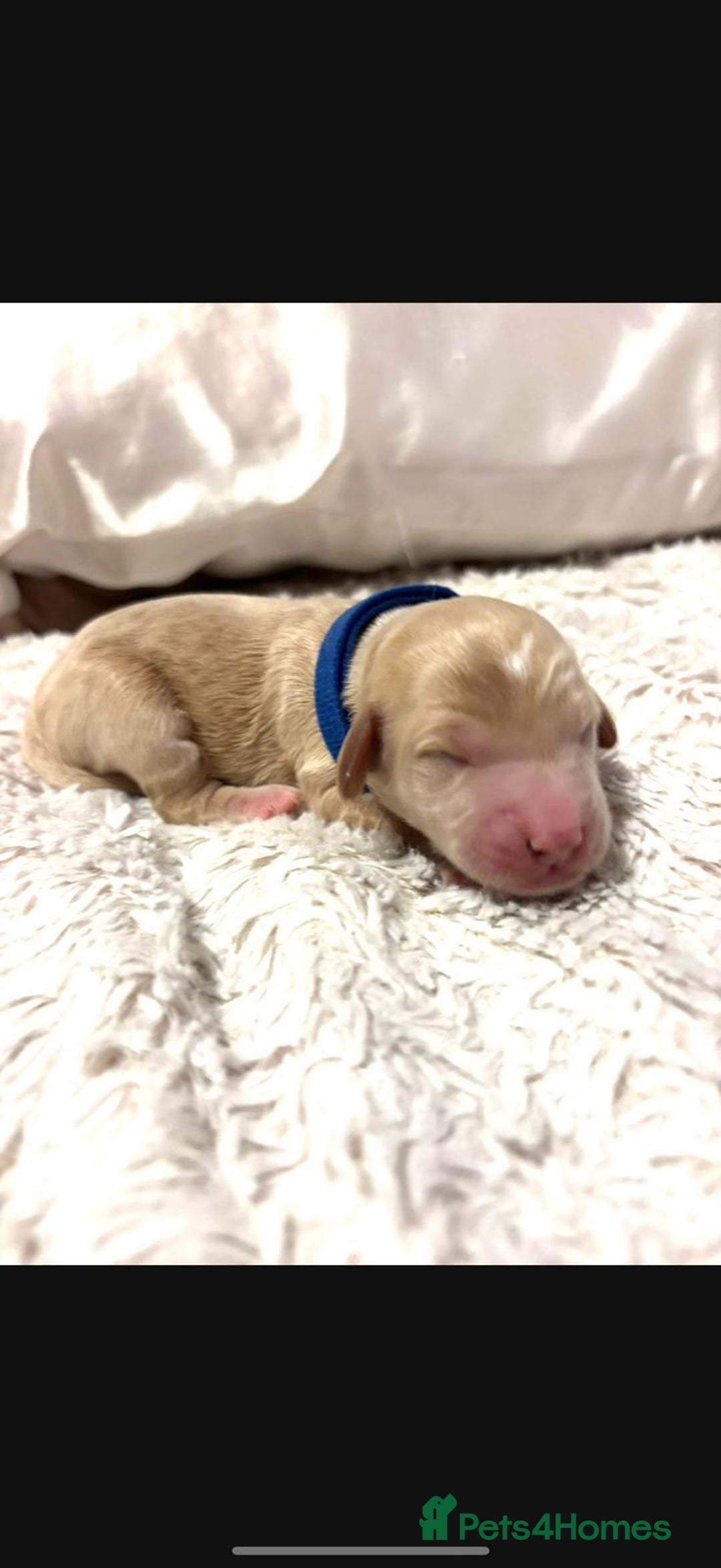 Cockapoo dogs for sale: 🌼 a beautiful litter of 6 cockerpoos/poodles - Advert 5