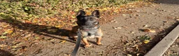 Belgian Shepherd Dog dogs for sale: Lexi  in Milton Keynes - Advert 2