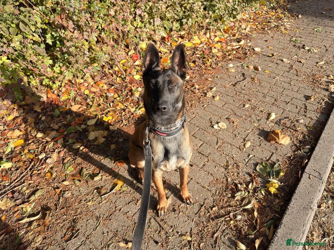 Belgian Shepherd Dog dogs for sale: Lexi  in Milton Keynes - Advert 2