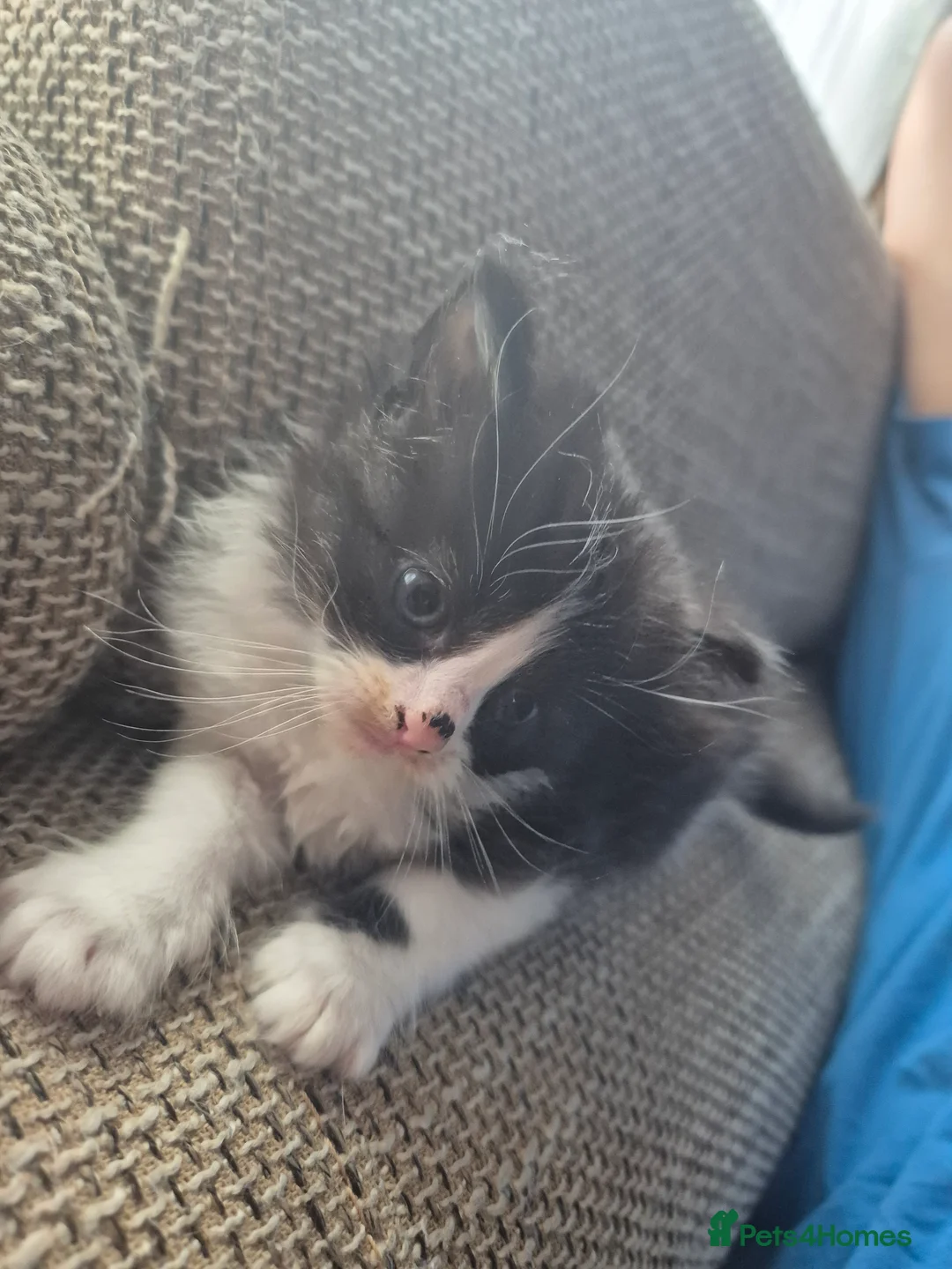 Mixed Breed cats for sale: Cross ragdoll  - Advert 2