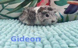 Guinea Pig rodents for sale: Beautiful baby guinea pigs  - Image 3