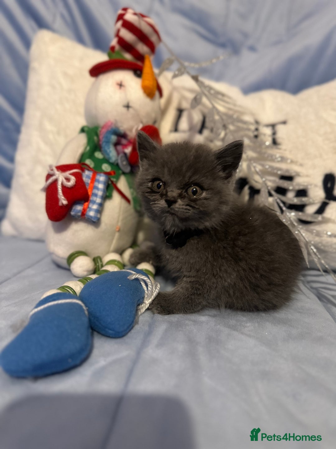 British Shorthair cats for sale: British short haired kittens - Advert 2