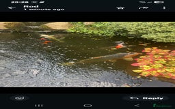 Koi Carp fish for sale: Koi carp and couple of goldfish job lot. - Image 4