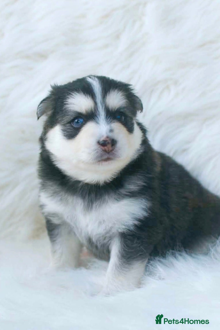 Pomsky dogs STUNNING POMSKY PUPPIES  - Advert 2