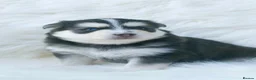 Pomsky dogs for sale: STUNNING POMSKY PUPPIES  - Advert 2