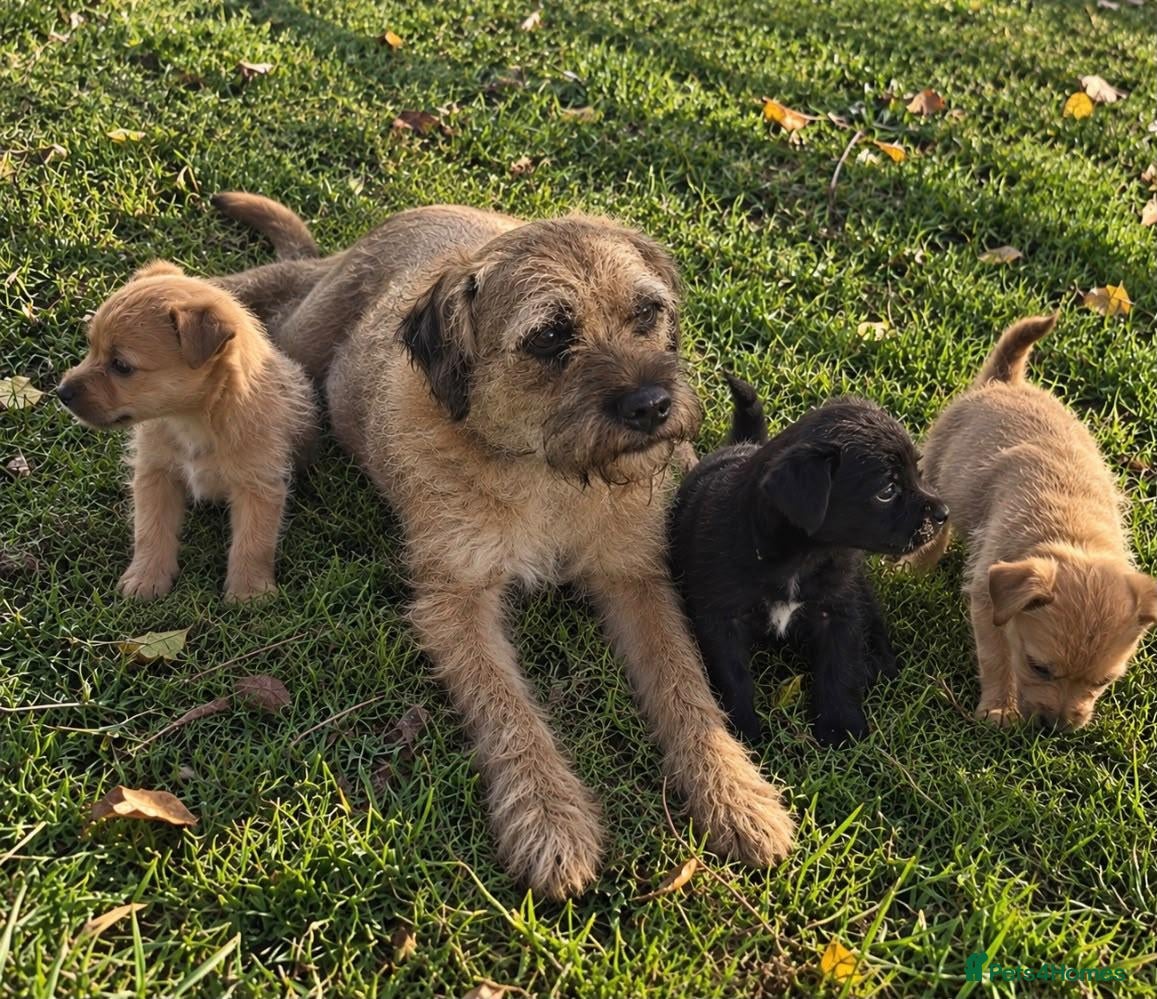 Mixed Breed dogs Border terrier x Staffordshire puppies for sale  - Advert 7
