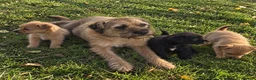 Mixed Breed dogs for sale: Border terrier x Staffordshire puppies for sale  in Glasgow - Advert 1