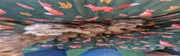 Cockapoo dogs for sale: 🌟 Superb chocolate sable cockapoo pups 🌟 in Maldon - Advert 31