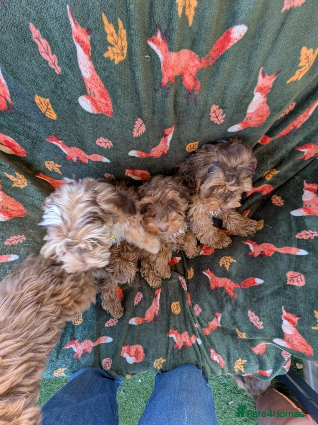 Cockapoo dogs for sale: 🌟 Superb chocolate sable cockapoo pups 🌟 in Maldon - Advert 31