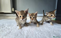 Savannah cats for sale: TICA Registered F8 savannah kittens  - Image 14