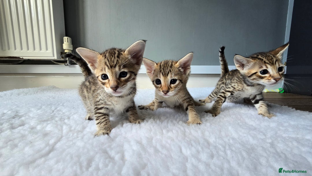 Savannah cats for sale: TICA Registered F8 savannah kittens  - Image 14