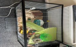 Hamster rodents for sale: Syrian Hamster with Full Setup  - Image 5