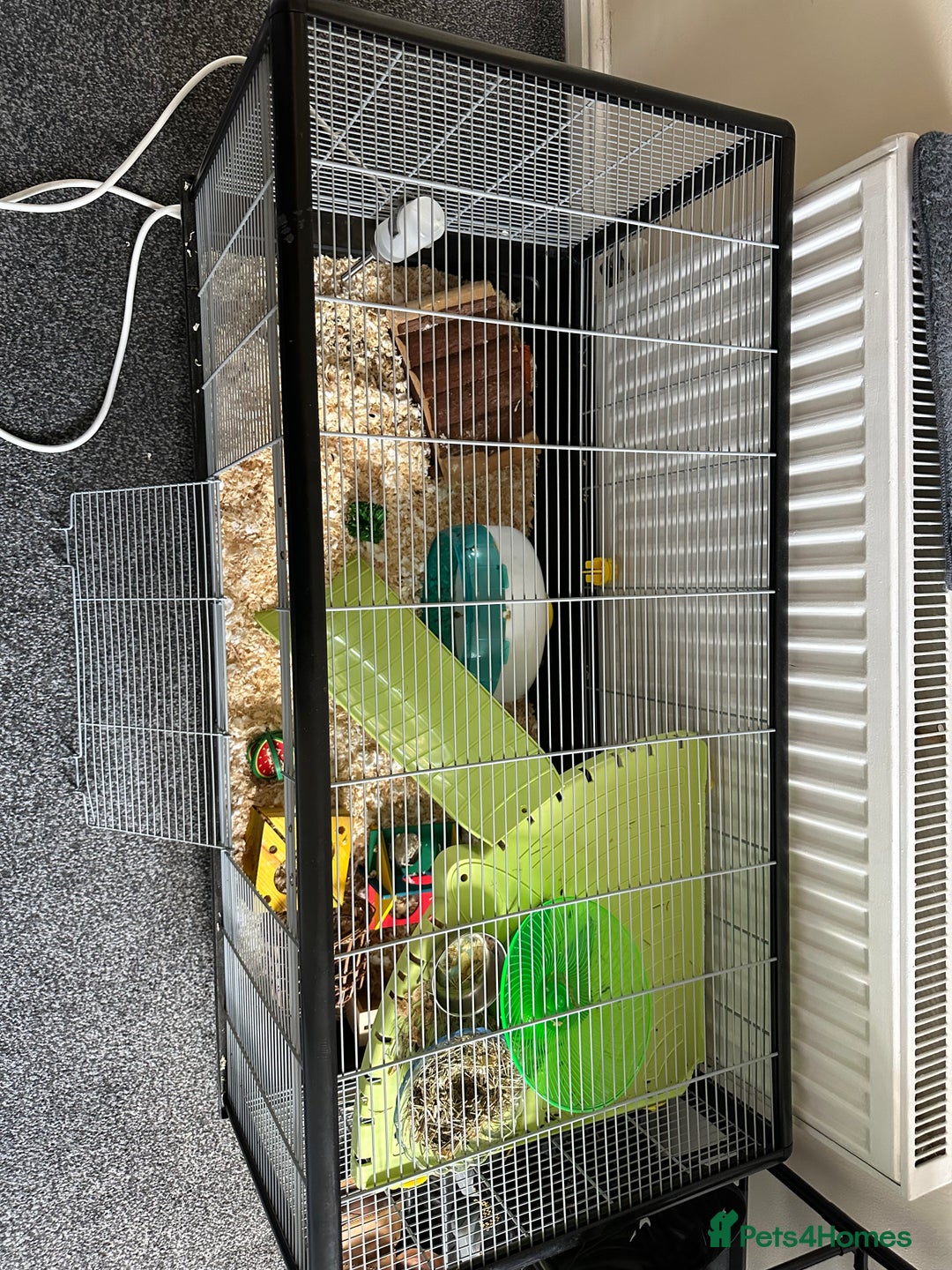 Hamster rodents for sale: Syrian Hamster with Full Setup  - Image 5
