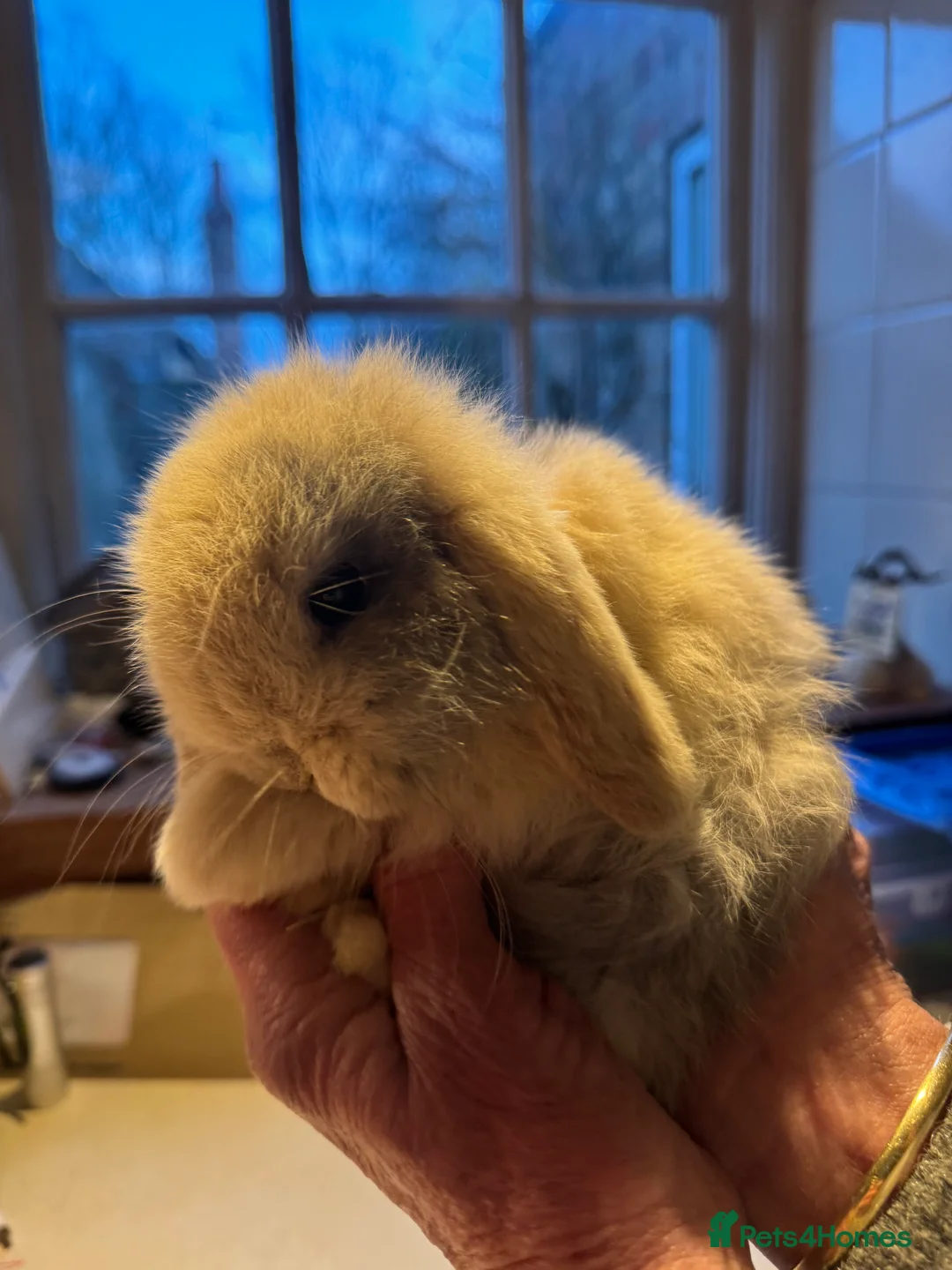 Mini Lop rabbits for sale: Mini lop bunnies for sale  - Advert 2